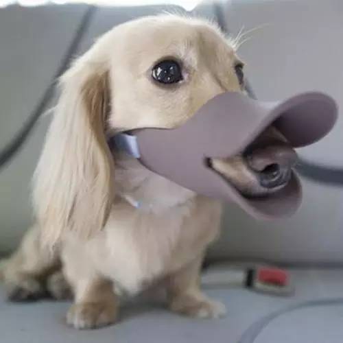 从“坑爹”到“坑狗” 当代宠物用品市场的怪诞一瞥