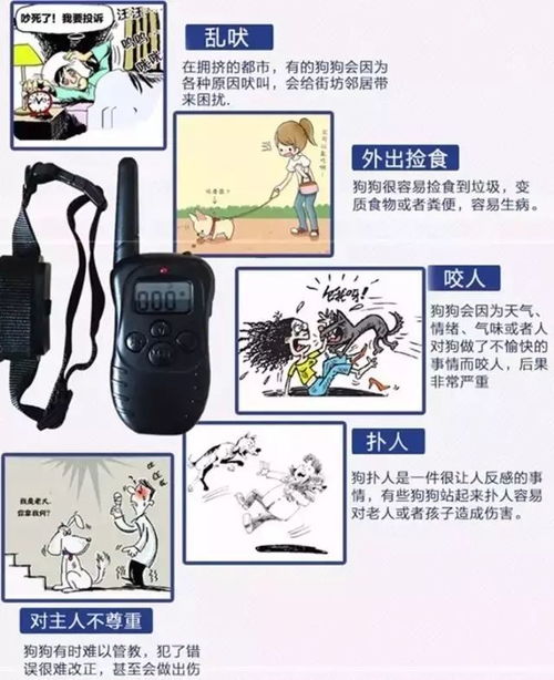 别让宠物成为愤怒的牺牲品 关于遛狗和养狗责任的思考